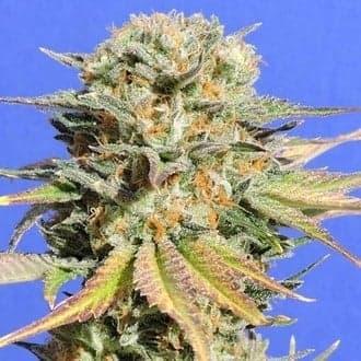 Bruce Banner 3 (Original Sensible)