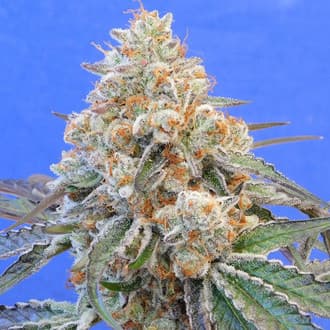 Do-Si-Dos OG (Original Sensible)