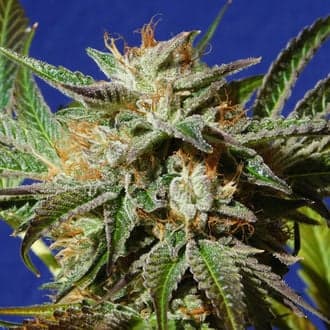Gorilla Cookies (Original Sensible)