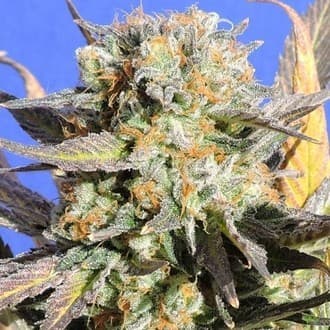 Grandaddy Black (Original Sensible)