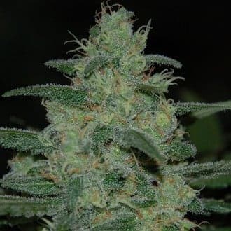 Pure Kush (Original Sensible)