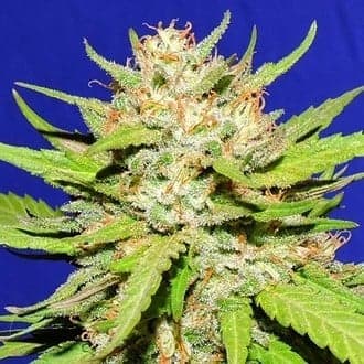 Wedding Cake (Original Sensible)