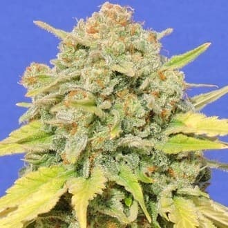 Zkittlez (Original Sensible)