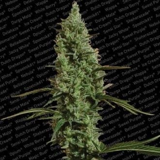 Atomical Haze (Paradise Seeds)