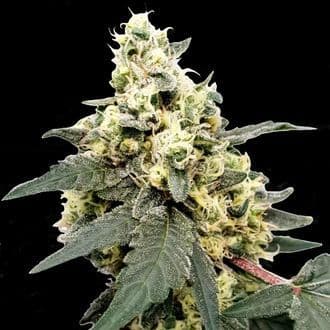 Lemonade Auto (Paradise Seeds)