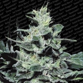 Nebula (Paradise Seeds)
