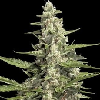Pandora Auto (Paradise Seeds)