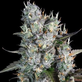 Red Velvet Auto (Paradise Seeds)