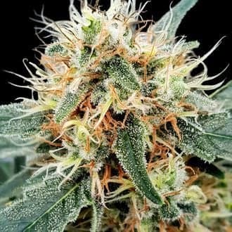 Stromboli Auto (Paradise Seeds)