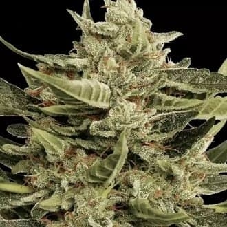 Vertigo Auto (Paradise Seeds)