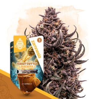 Peanut Butter Breath (Zamnesia Seeds)
