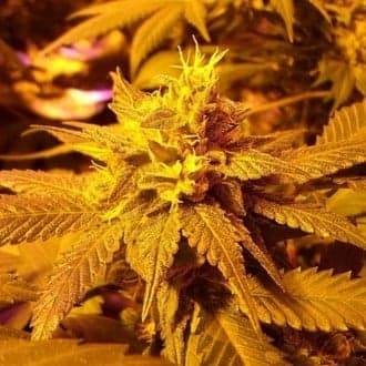 Fromage Blue (Pheno Finder)