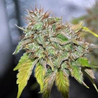 Grandaddy Confidential (Pheno Finder)