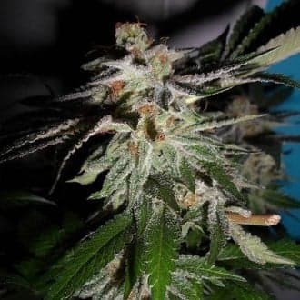 LA Fire (Pheno Finder)