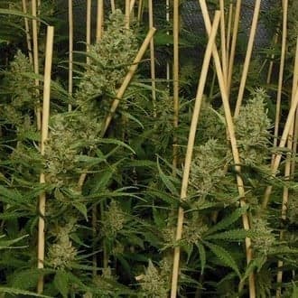 Lemon Bubble (Pheno Finder)