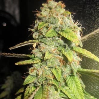 Notorious OG (Pheno Finder)
