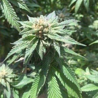 Sour Walker (Pheno Finder)