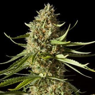Amnesika 2.0 (Philosopher Seeds)