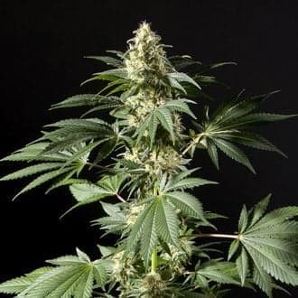 Black Bomb (Philosopher Seeds)