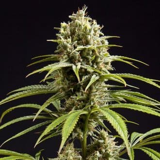 Fruity Jack (Philosopher Seeds)