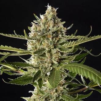 Lemon OG Candy (Philosopher Seeds)