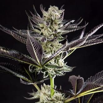 Purple Punch x Do-Si-Dos (Philosopher Seeds)