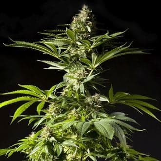 Tropimango (Philosopher Seeds)