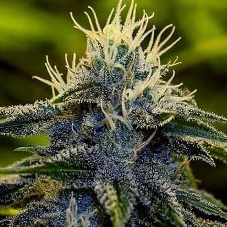 Afghan Auto (Positronics)