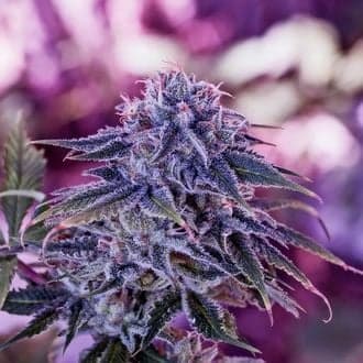 Blue Rhino (Positronics)