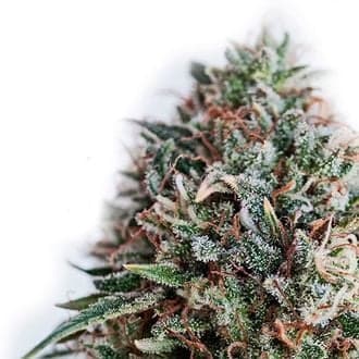 CBD+ Critical 47 (Positronics)