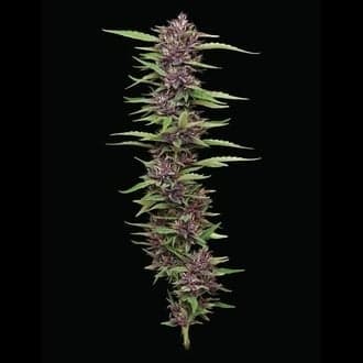 PPD (Humboldt Seed Company)