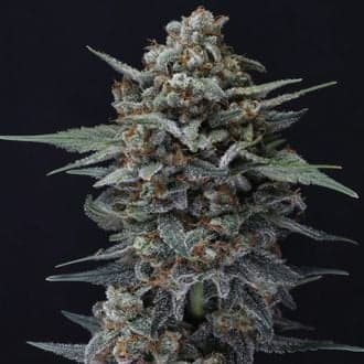 Alien Snack Auto (Pure Instinto)