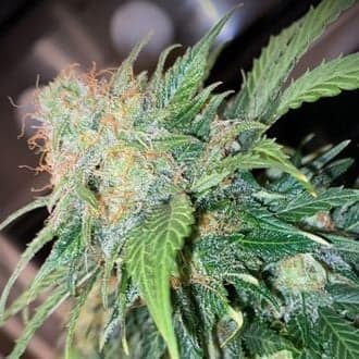 Clementine Dream Auto (Pure Instinto)