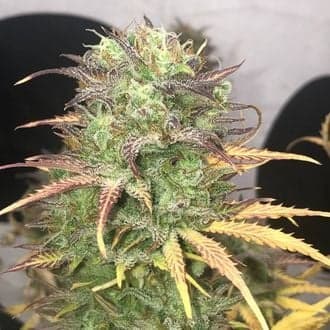 Girl Scout Kush Auto (Pure Instinto)