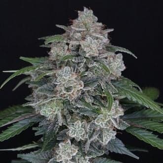 MAK OG Auto (Pure Instinto)