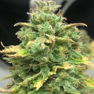 Mimosa Cake Auto (Pure Instinto)