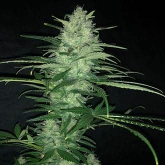 Purple Punch Auto (Pure Instinto)