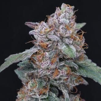 SherBacio OG Auto (Pure Instinto)