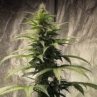 Strawberry Shortcake Auto (Pure Instinto)