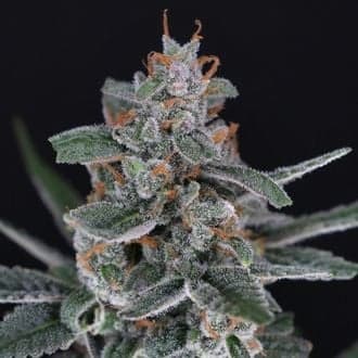 Tri-Whip Kush Auto (Pure Instinto)
