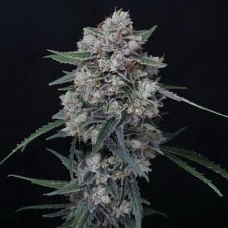 Whipped Runtz Auto (Pure Instinto)