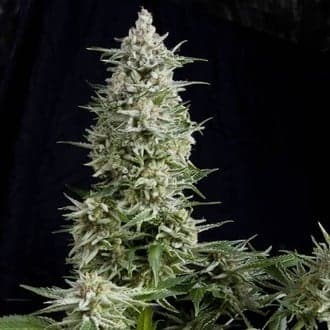 Amnesia Gold (Pyramid Seeds)