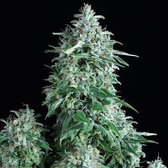 Anubis (Pyramid Seeds)