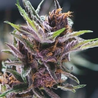 Black Cherry Punch (Pyramid Seeds)