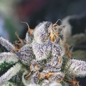 Cookies USA (Pyramid Seeds)