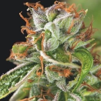 Double OG Haze (Pyramid Seeds)