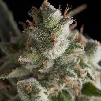 Fresh Candy (Pyramid Seeds)