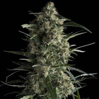 Galaxy (Pyramid Seeds)