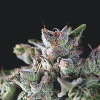 Gorila (Pyramid Seeds)