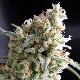 Kukulkan (Pyramid Seeds)